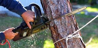  Butler, NJ Tree Removal Pros
