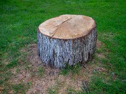 Reliable Butler, NJ Tree Removal Solutions