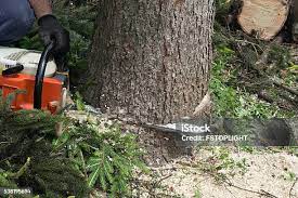 Best Stump Grinding and Removal  in Butler, NJ
