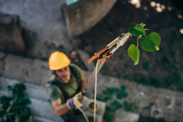 Best Tree Mulching  in Butler, NJ