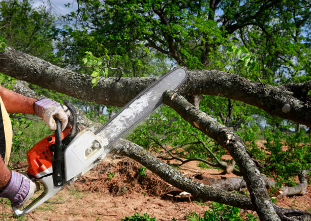 Best Tree Removal  in Butler, NJ