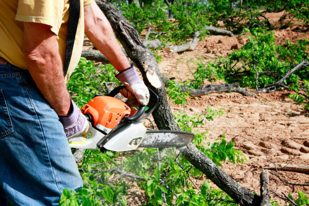 Best Pest Control for Lawns  in Butler, NJ